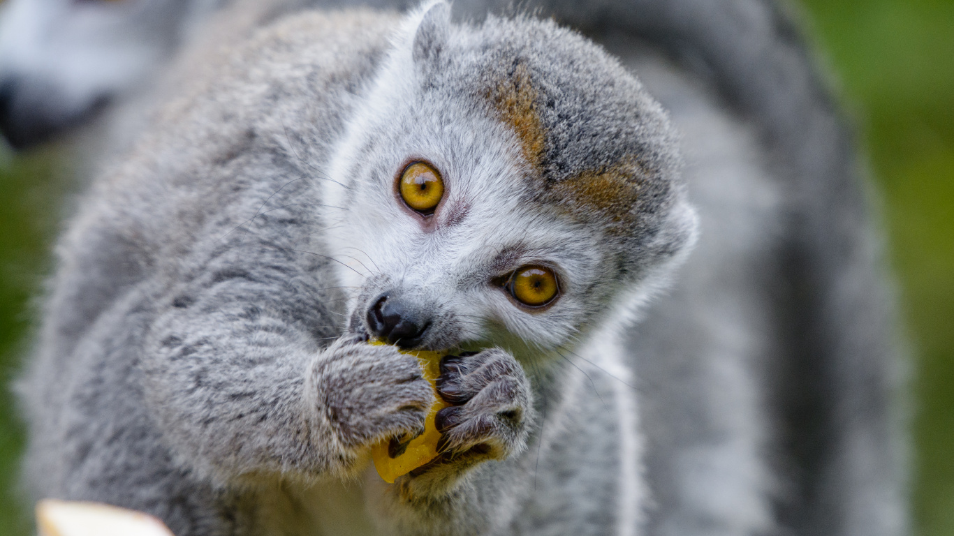 Gato Gris y Blanco Con Ojos Naranjas. Wallpaper in 1366x768 Resolution