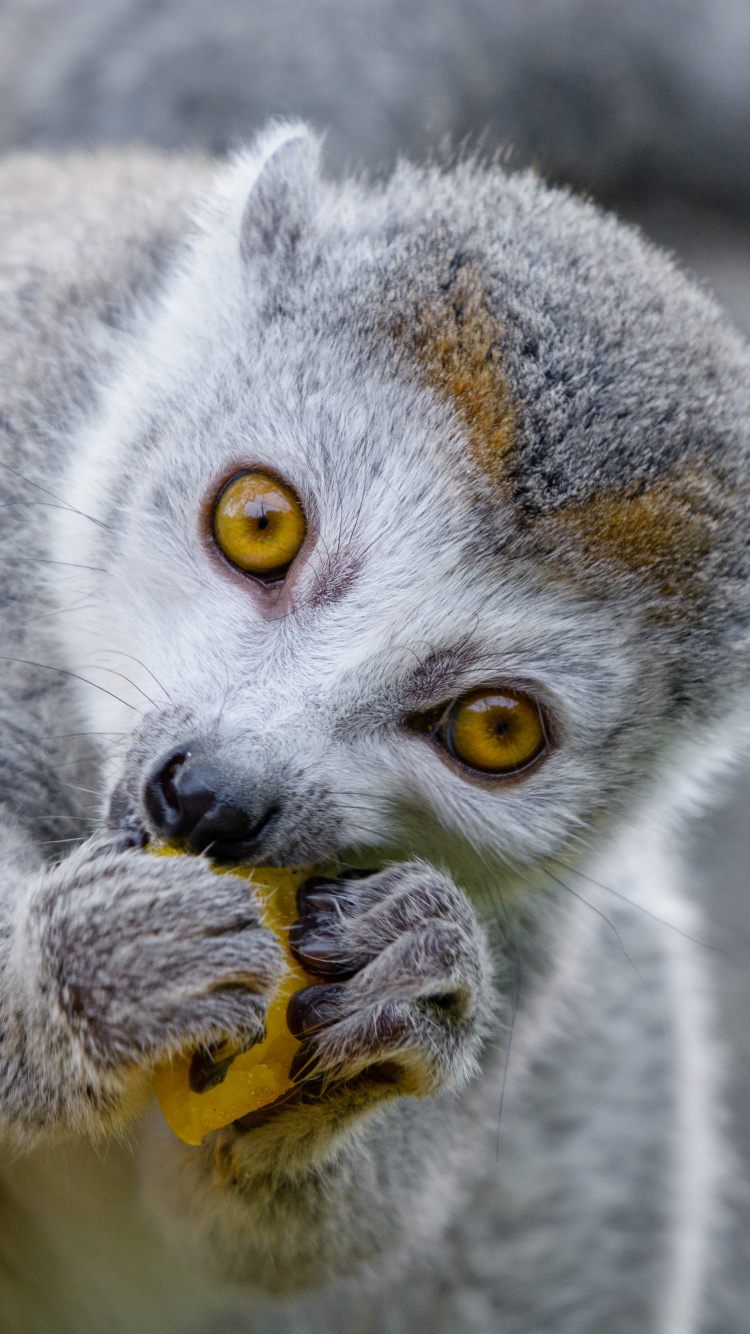 Gato Gris y Blanco Con Ojos Naranjas. Wallpaper in 750x1334 Resolution
