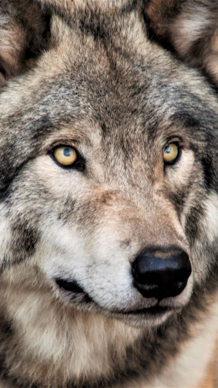 Loup Arctique, Great Dane, Loup Oriental, Fladry, Carnivores. Wallpaper in 750x1334 Resolution
