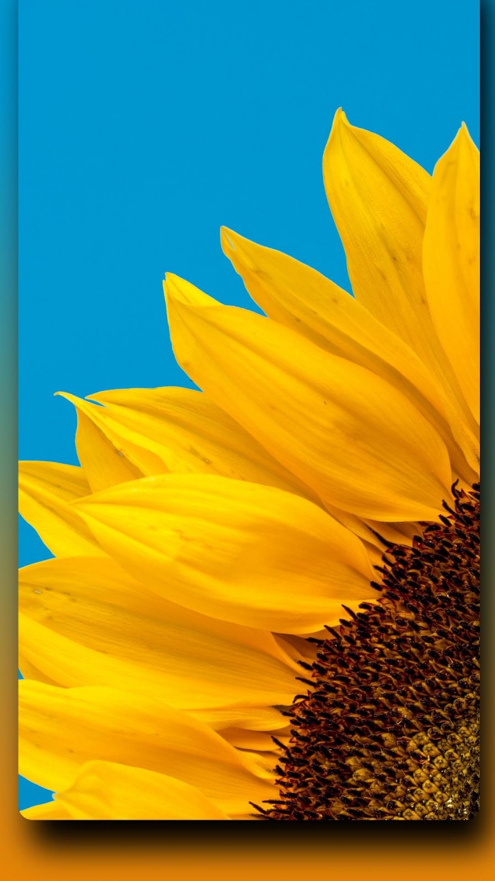 Television, Común de Girasol, Mediados de Agosto, 2022, Amarillo. Wallpaper in 720x1280 Resolution