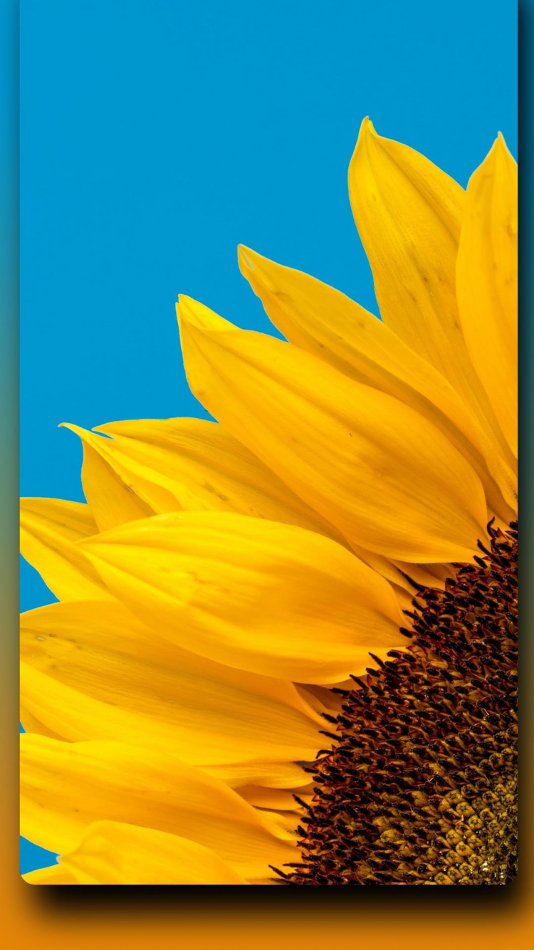 Television, Común de Girasol, Mediados de Agosto, 2022, Amarillo. Wallpaper in 750x1334 Resolution