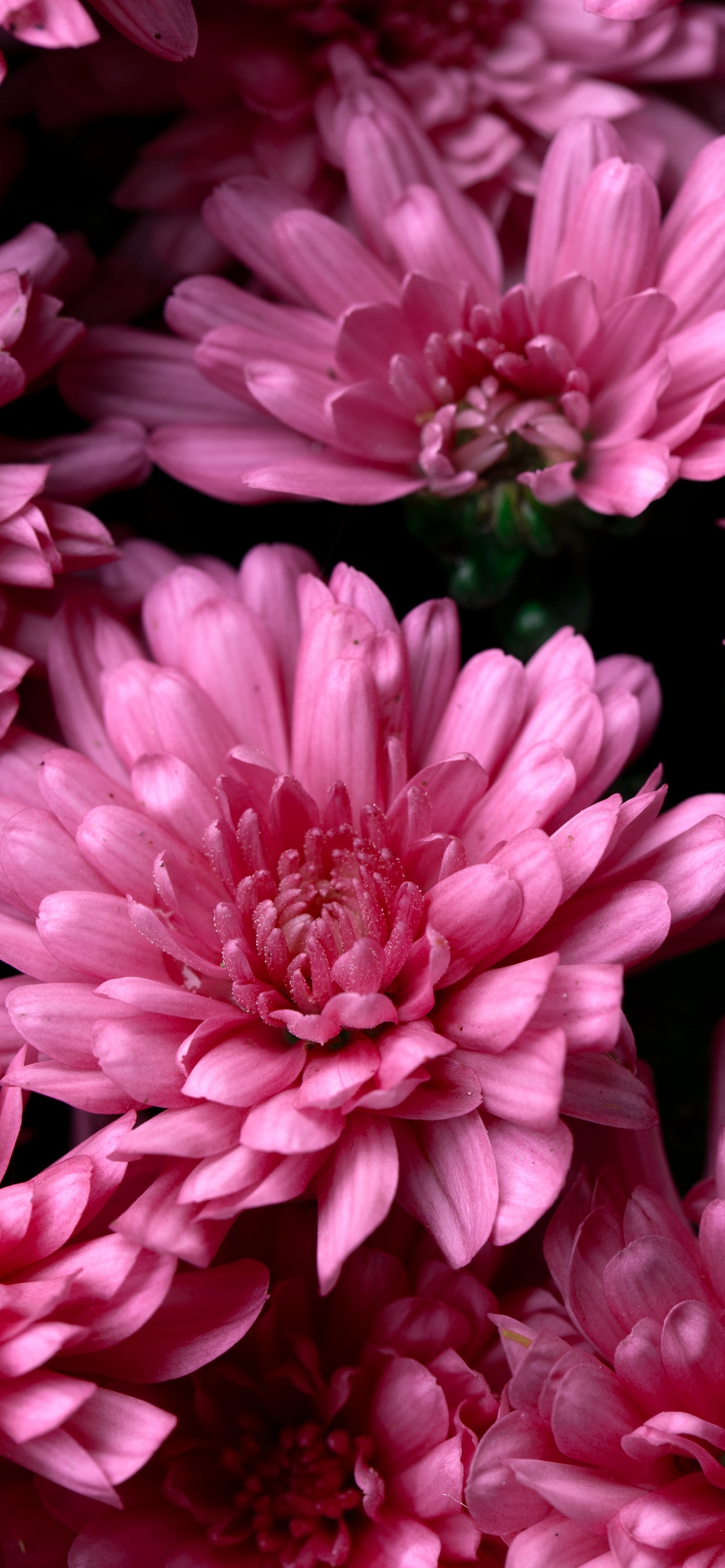 Fleur Rose en Macro Shot. Wallpaper in 1242x2688 Resolution