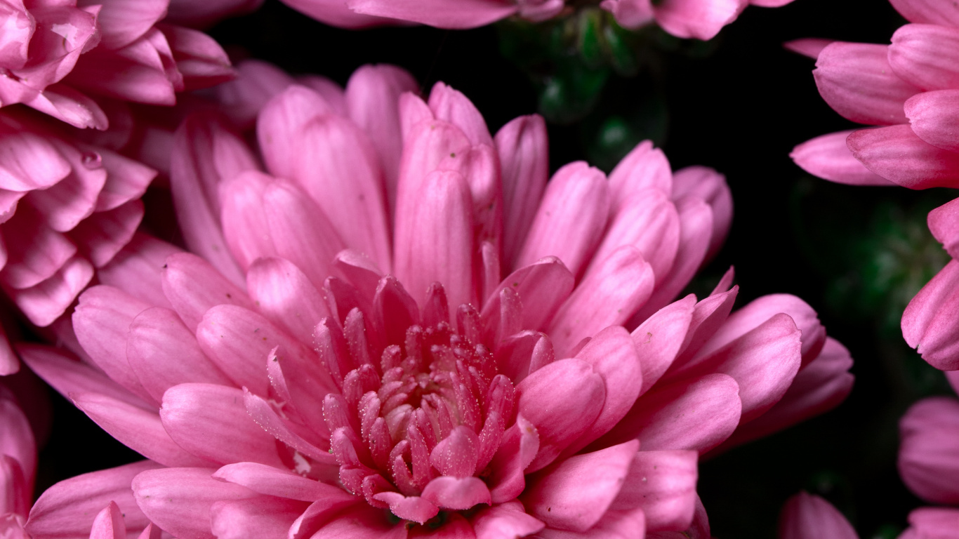 Pink Flower in Macro Shot. Wallpaper in 1366x768 Resolution