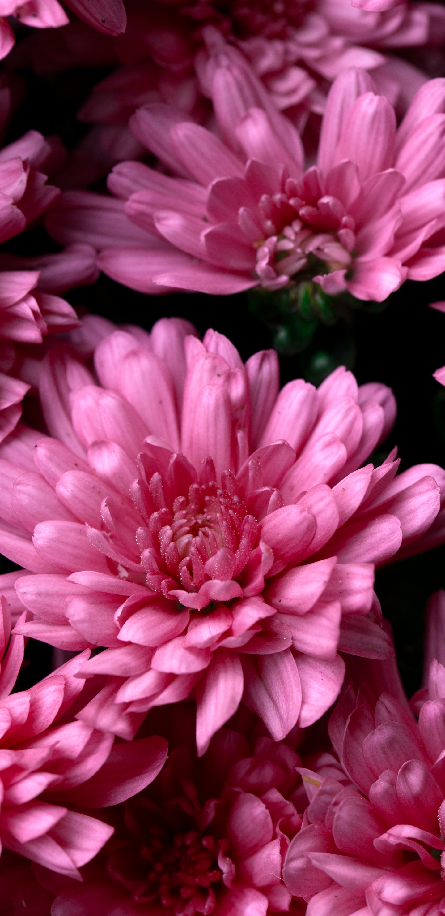 Pink Flower in Macro Shot. Wallpaper in 1440x2960 Resolution