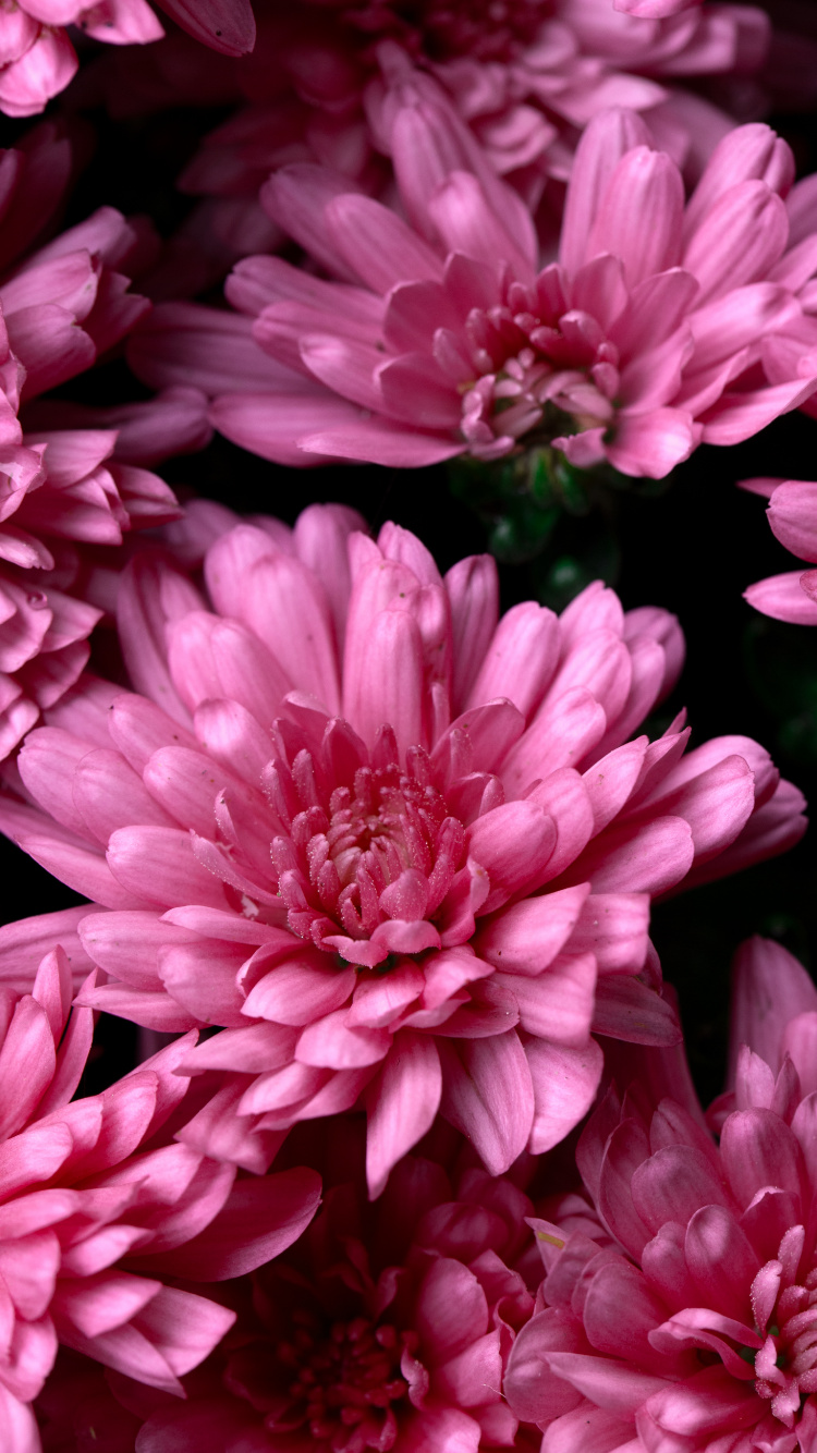 Pink Flower in Macro Shot. Wallpaper in 750x1334 Resolution