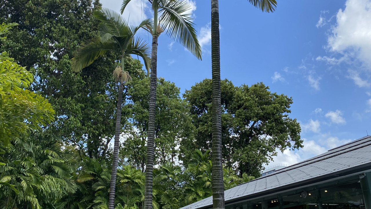 Palm Trees, Biology, Tree, Woody Plant, Walkway. Wallpaper in 1280x720 Resolution