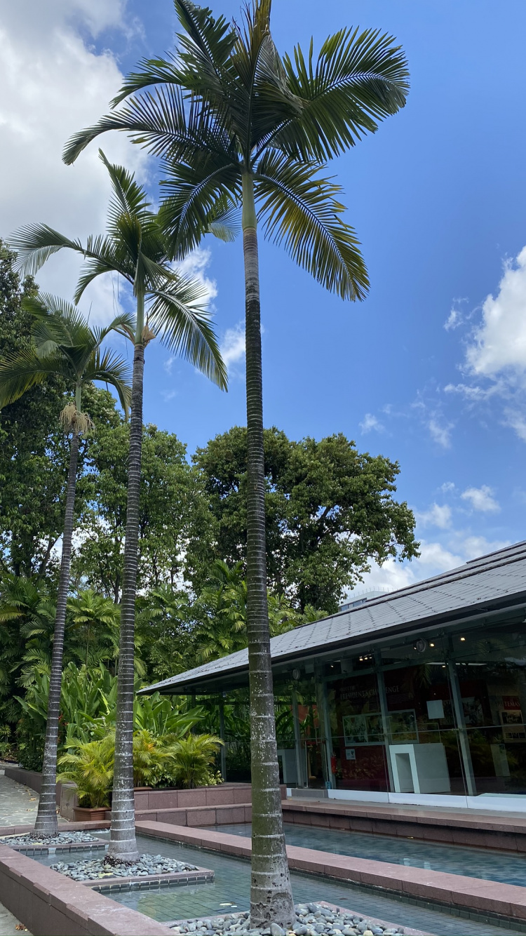 Palm Trees, Biology, Tree, Woody Plant, Walkway. Wallpaper in 750x1334 Resolution