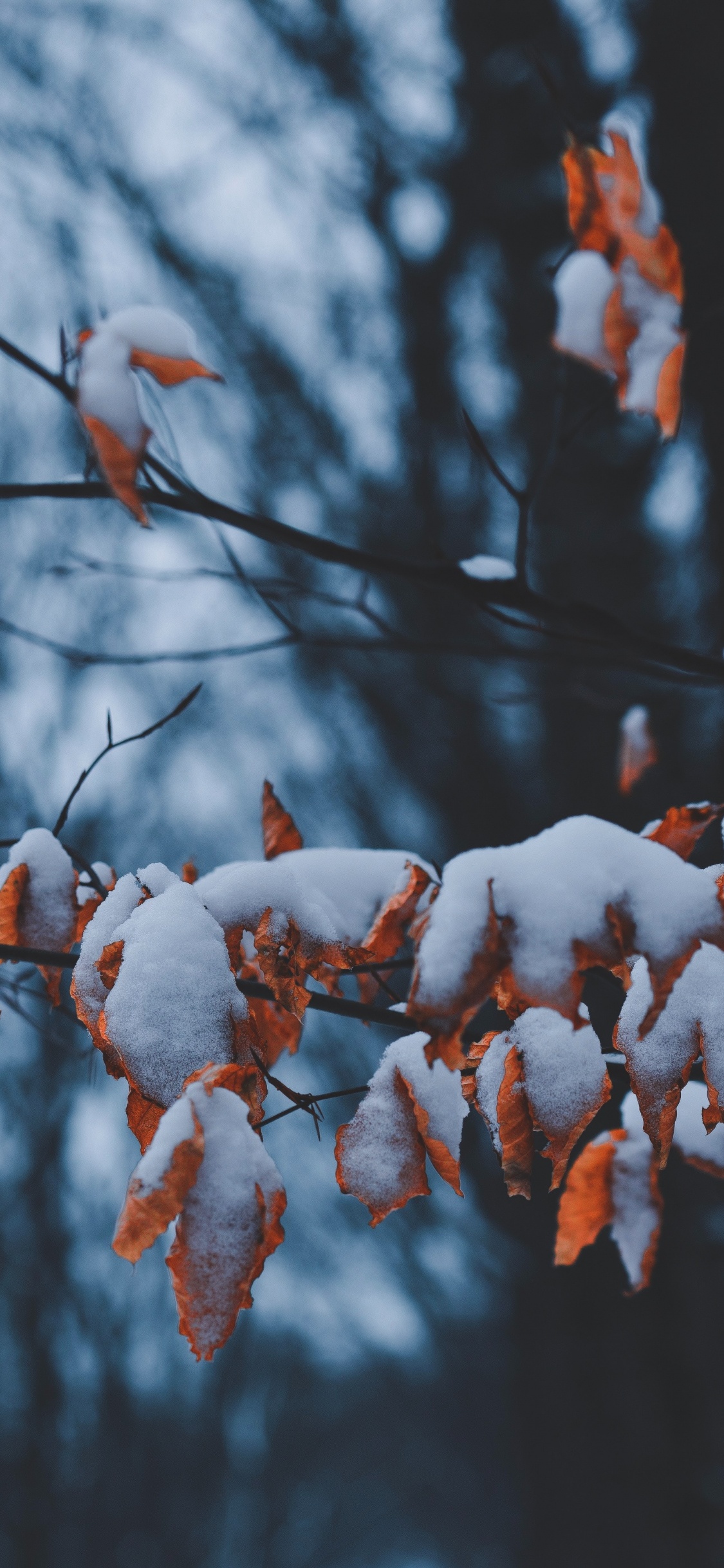 Branch, Spring, Winter, Plant Stem, Plant. Wallpaper in 1125x2436 Resolution