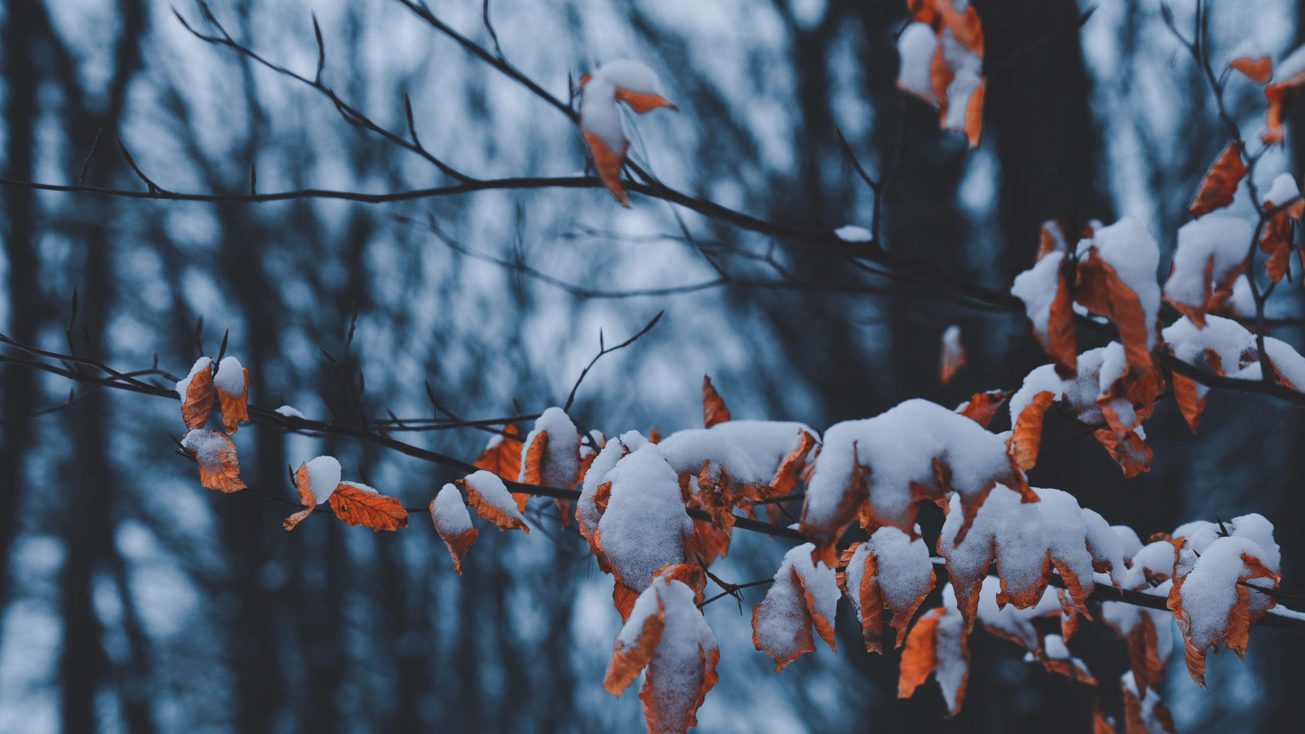 Branch, Spring, Winter, Plant Stem, Plant. Wallpaper in 2560x1440 Resolution