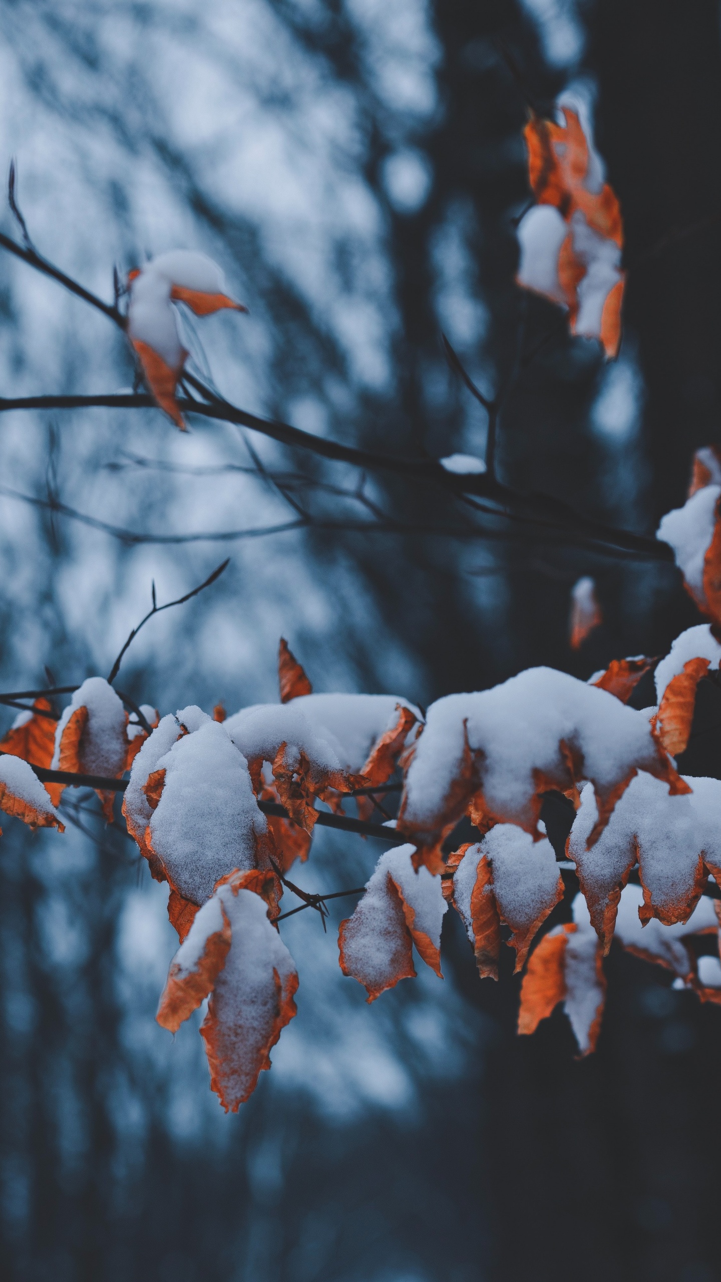 Printemps, Hiver, Tige de la Plante, Congélation, Rameau. Wallpaper in 1440x2560 Resolution