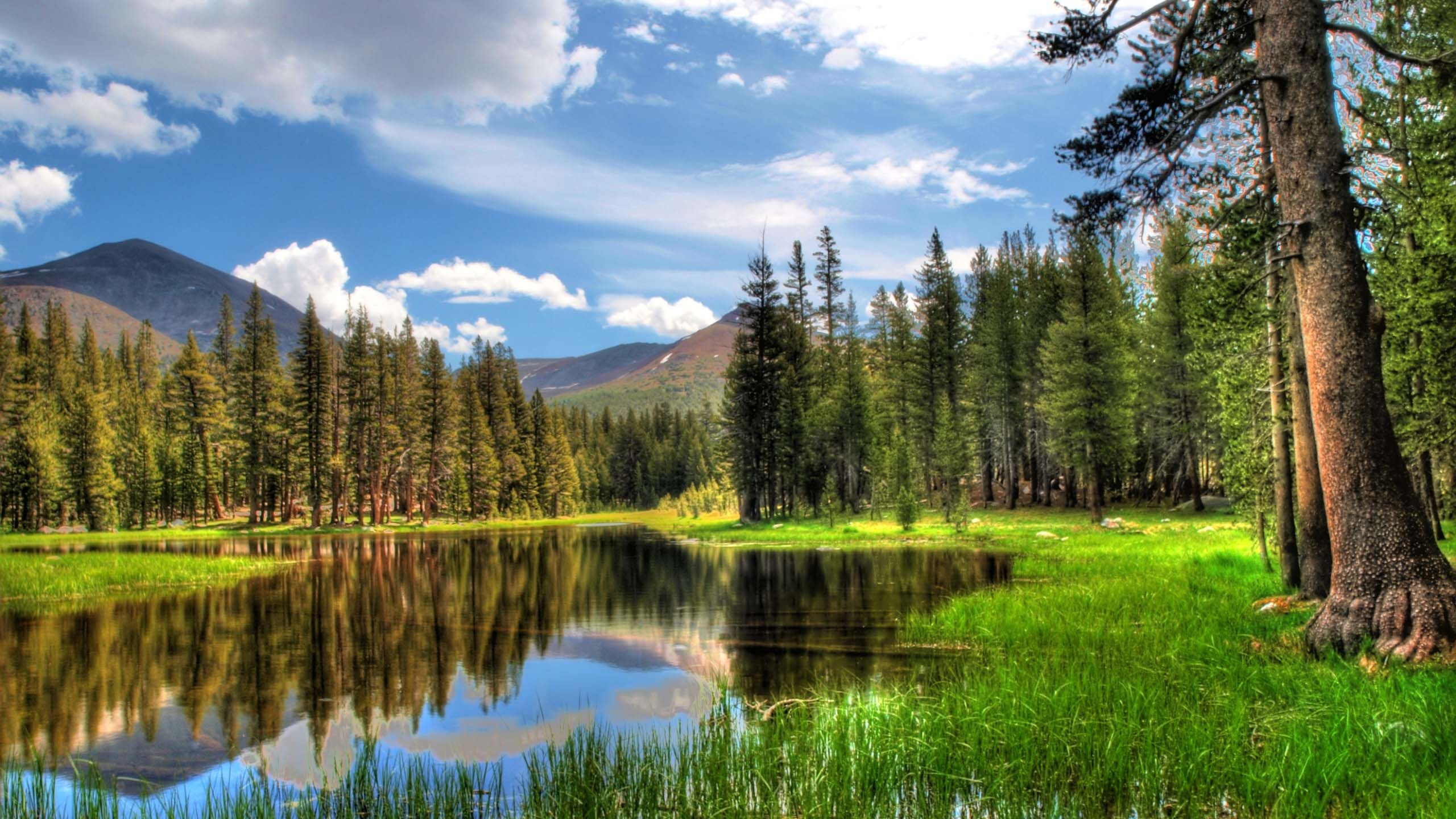 Green Pine Trees Near Lake Under Blue Sky During Daytime. Wallpaper in 2560x1440 Resolution