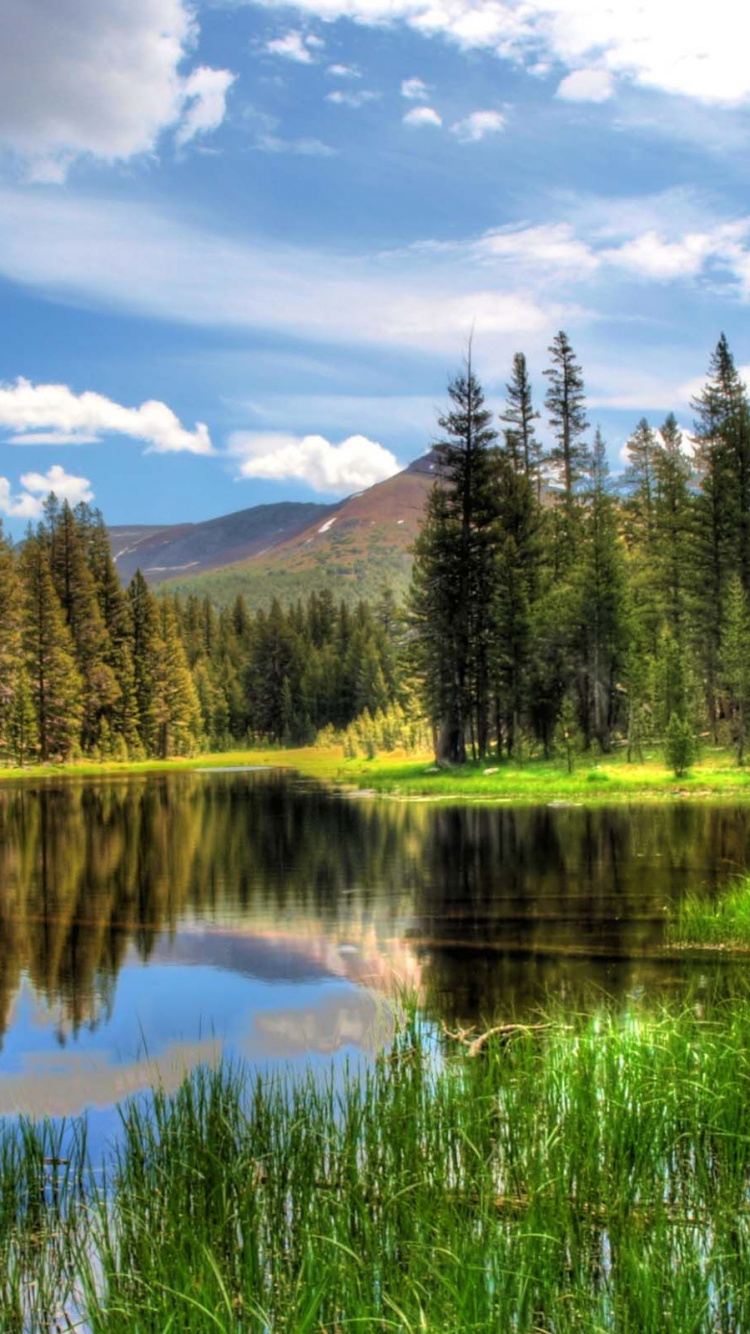 Green Pine Trees Near Lake Under Blue Sky During Daytime. Wallpaper in 750x1334 Resolution