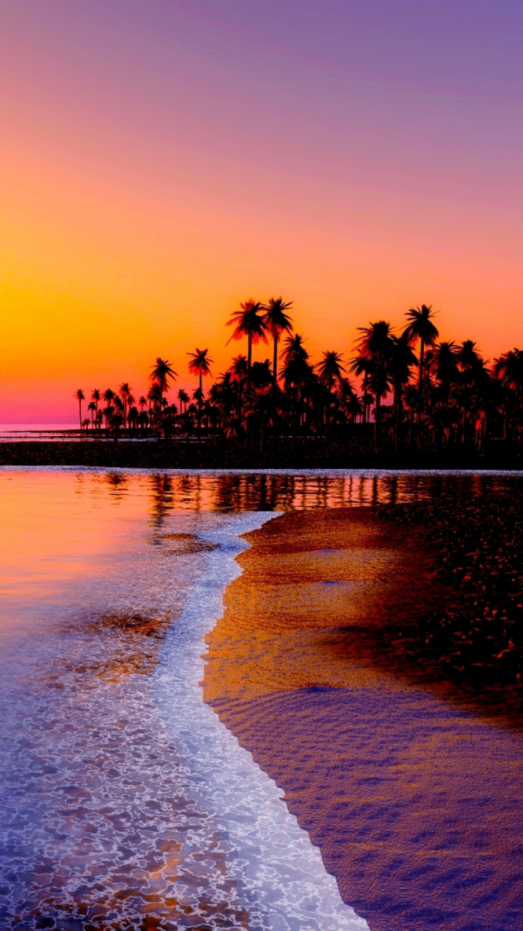 Trees on Snow Covered Ground During Sunset. Wallpaper in 750x1334 Resolution