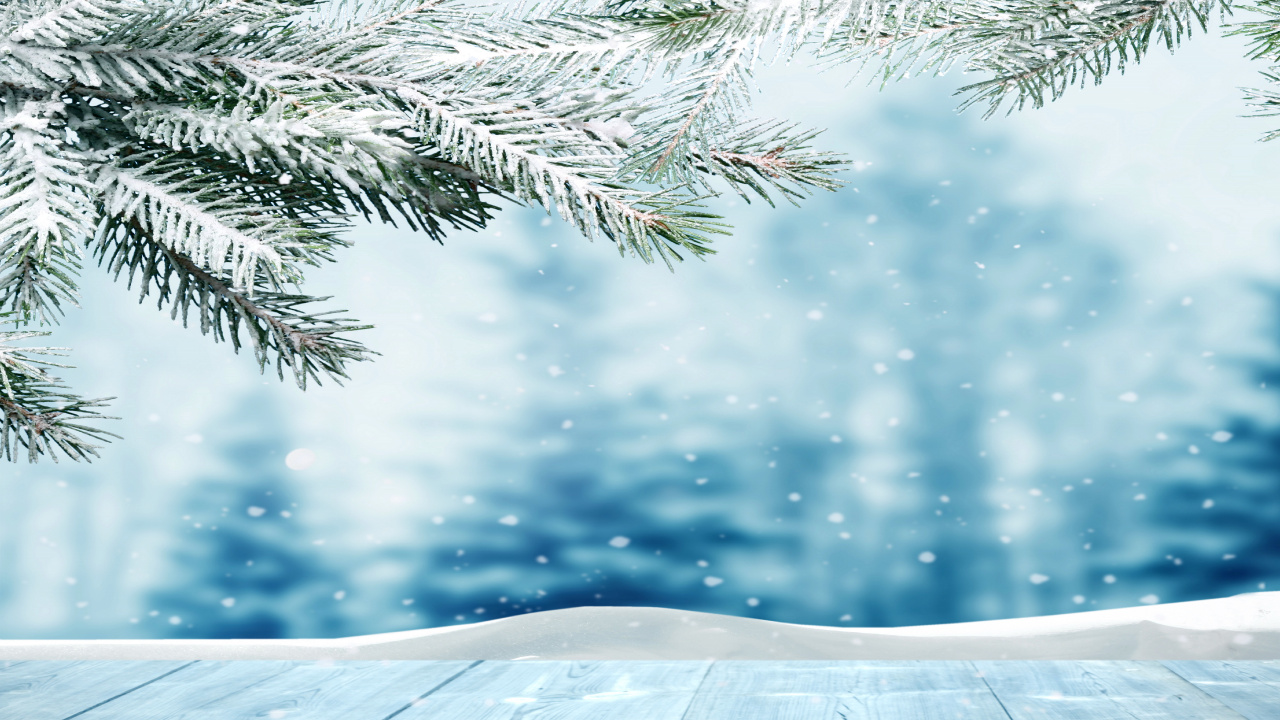 Green Pine Tree Covered With Snow. Wallpaper in 1280x720 Resolution