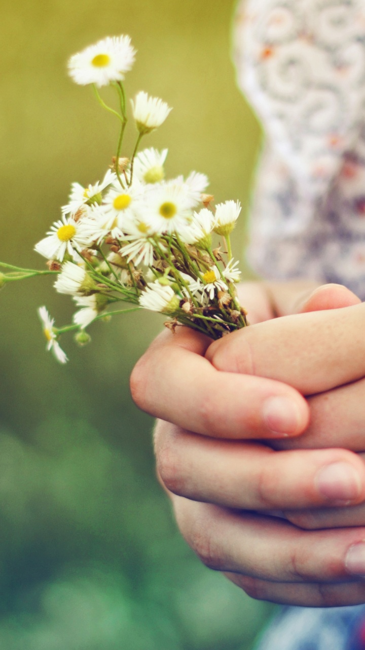 Person Holding Yellow and White Flower. Wallpaper in 720x1280 Resolution