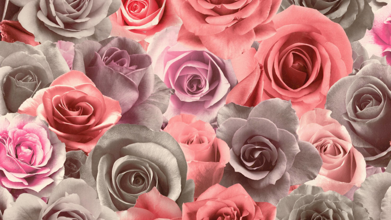 颜色, 玫瑰花园, 粉红色, 玫瑰家庭, 切花 壁纸 1280x720 允许
