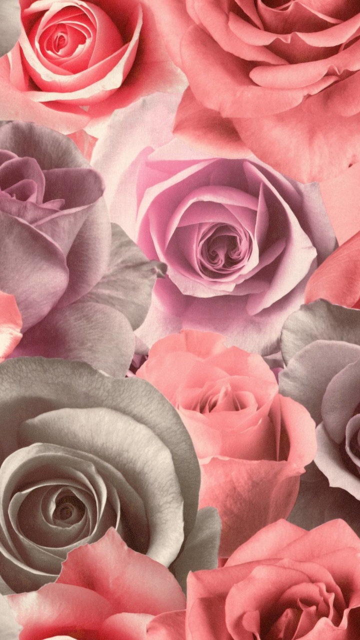 颜色, 玫瑰花园, 粉红色, 玫瑰家庭, 切花 壁纸 720x1280 允许