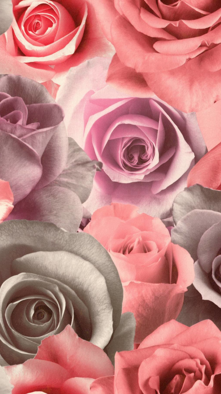 Rosas Rosadas en Fotografía de Cerca. Wallpaper in 750x1334 Resolution