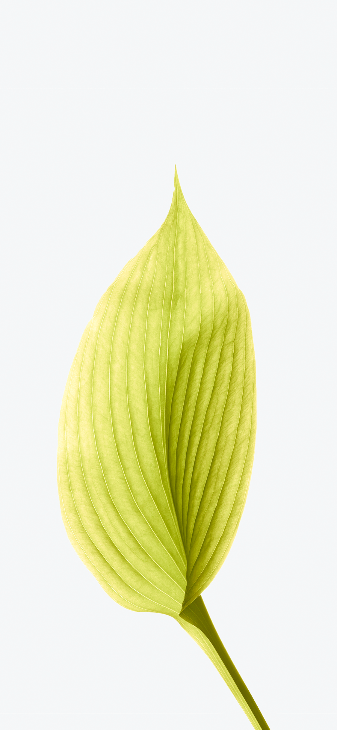 Äpfeln, Ios, IOS 12, Terrestrische Pflanzen, Blütenblatt. Wallpaper in 1125x2436 Resolution