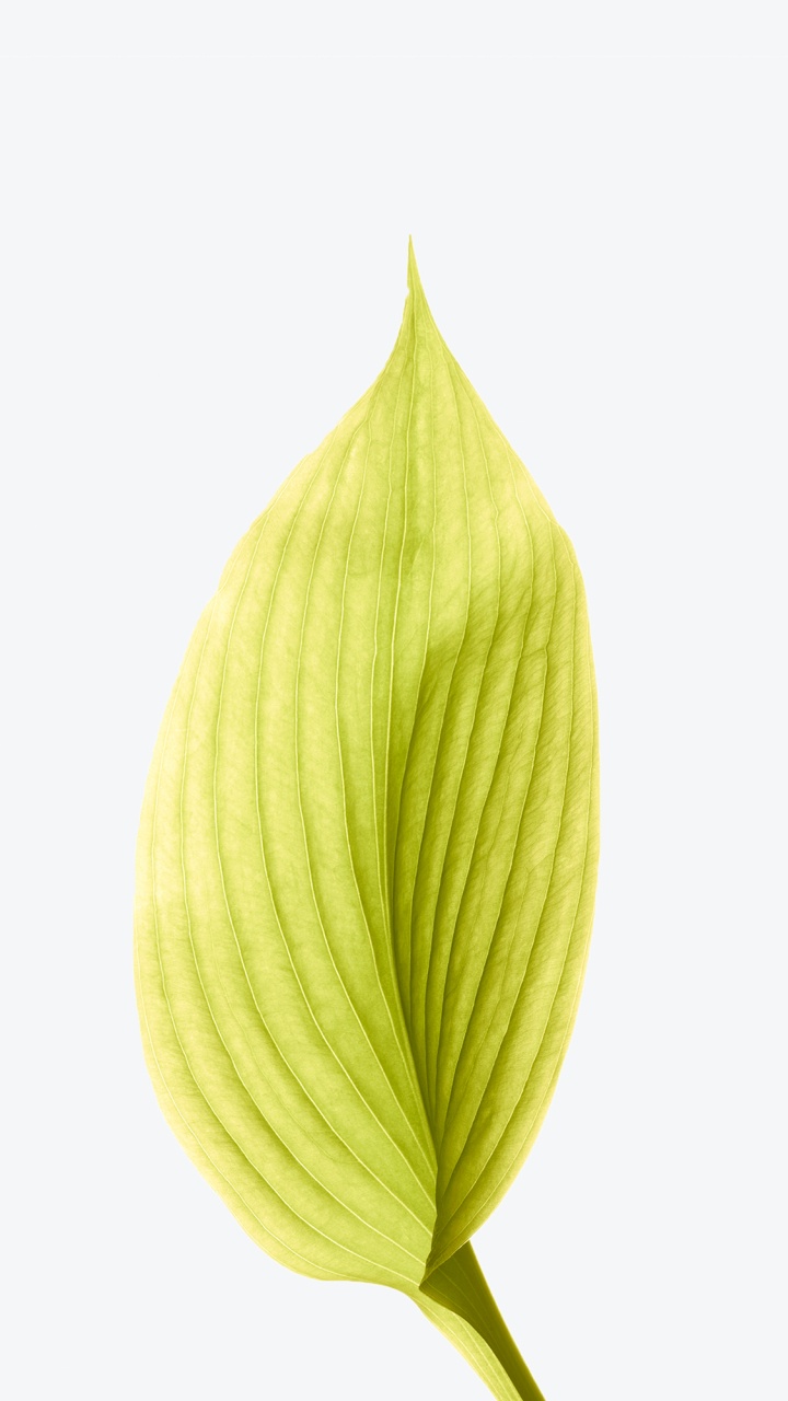 Äpfeln, Ios, IOS 12, Terrestrische Pflanzen, Blütenblatt. Wallpaper in 720x1280 Resolution