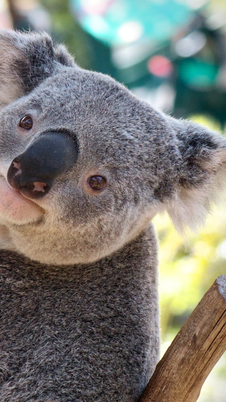 Ours Koala Sur Une Branche D'arbre Pendant la Journée. Wallpaper in 720x1280 Resolution