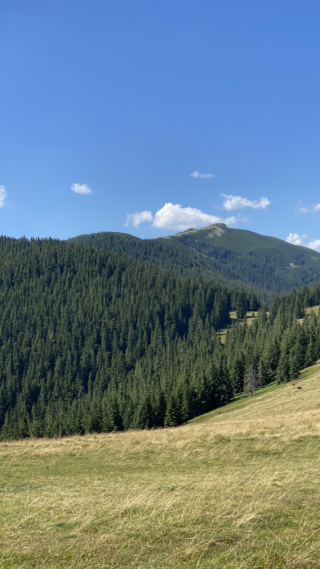 Grassland, Road, Mountainous Landforms, Nature, Vegetation. Wallpaper in 1080x1920 Resolution