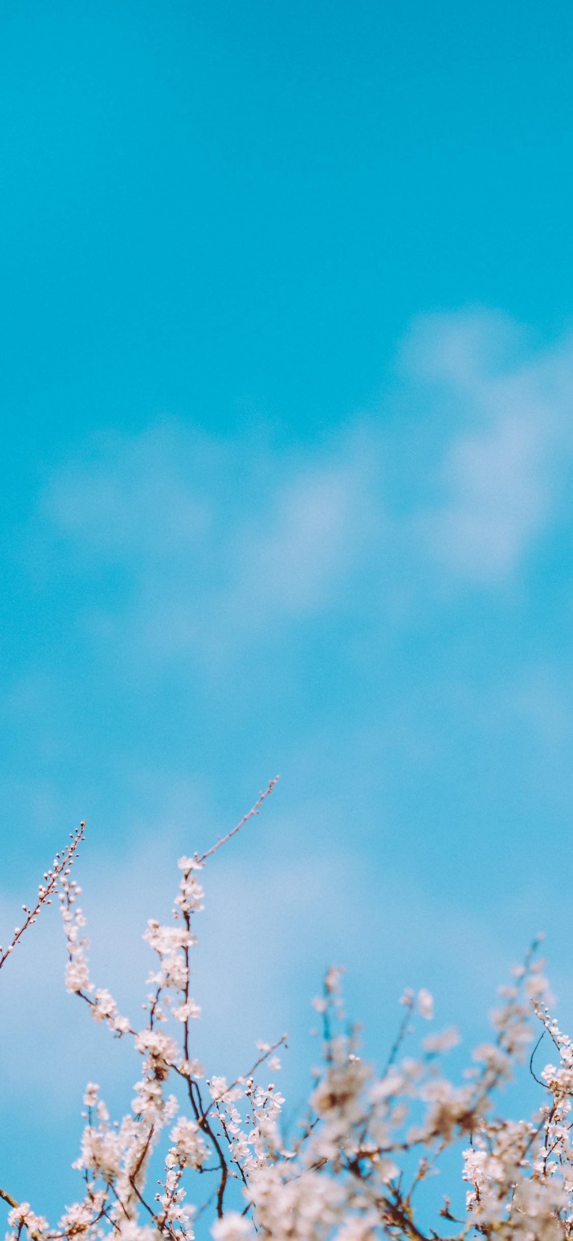 Blau Auflösen, Branch, Blau, Tageszeit, Zweig. Wallpaper in 1125x2436 Resolution