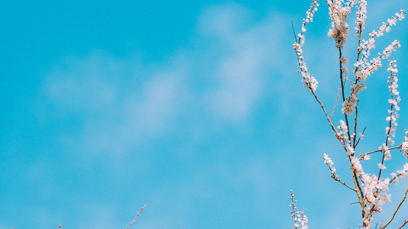 Blau Auflösen, Branch, Blau, Tageszeit, Zweig. Wallpaper in 1366x768 Resolution