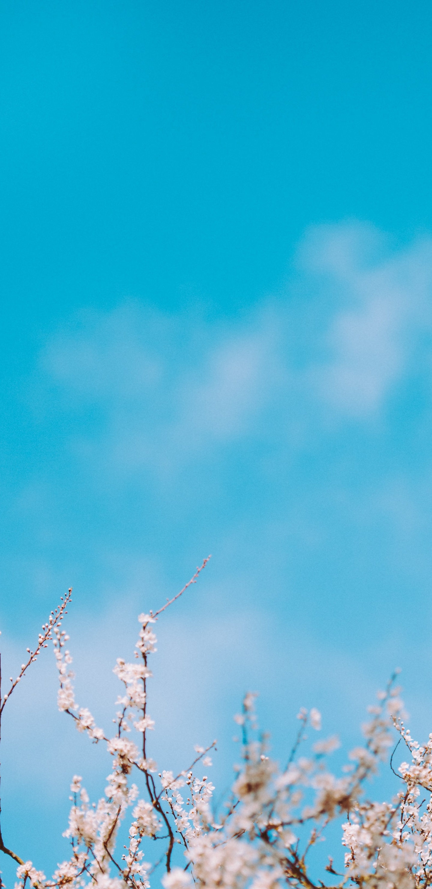 Blau Auflösen, Branch, Blau, Tageszeit, Zweig. Wallpaper in 1440x2960 Resolution