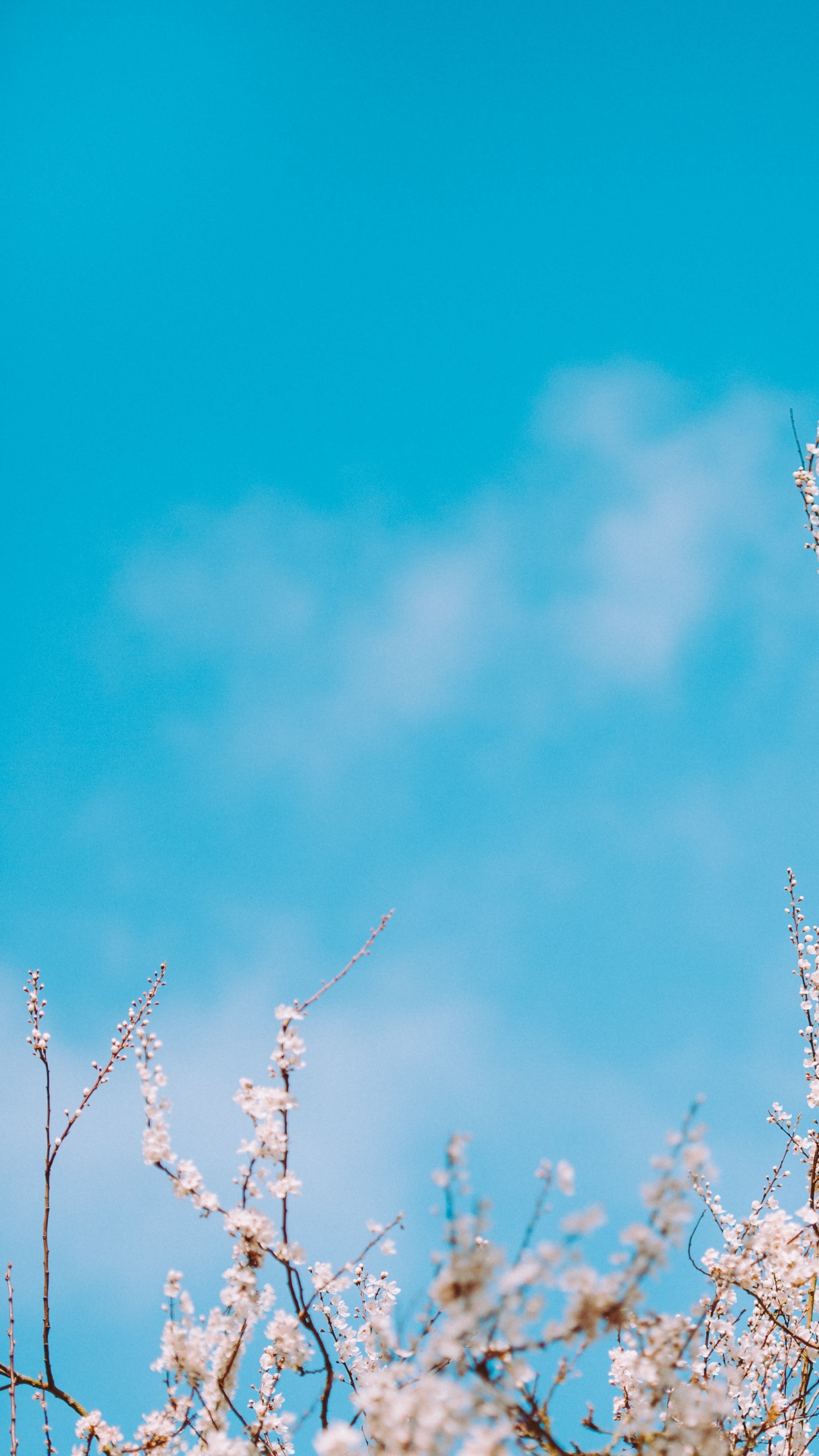 Unsplash Blue, Branch, Blue, Daytime, Twig. Wallpaper in 1440x2560 Resolution