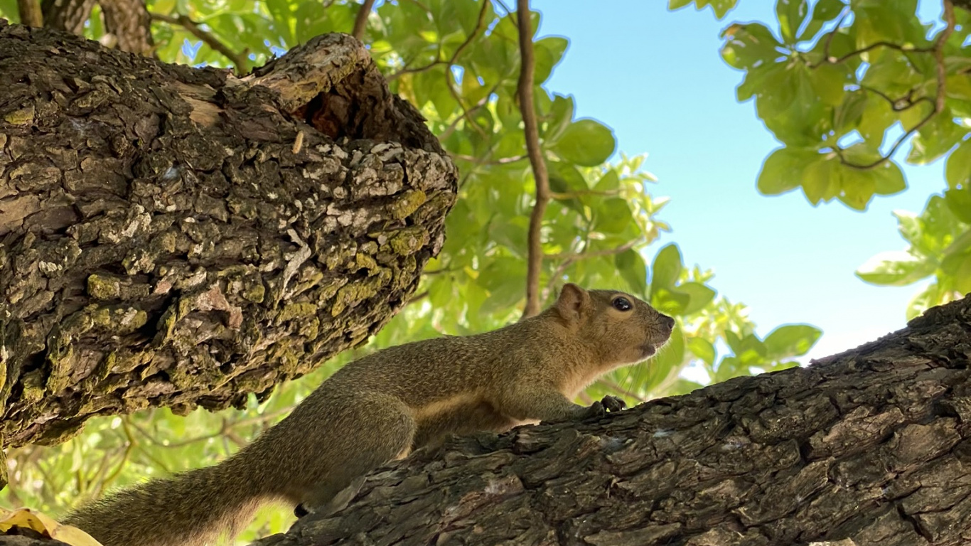 Écosystème, Écureuil, Adaptation, Rongeurs, Pour Les Animaux Terrestres. Wallpaper in 1366x768 Resolution