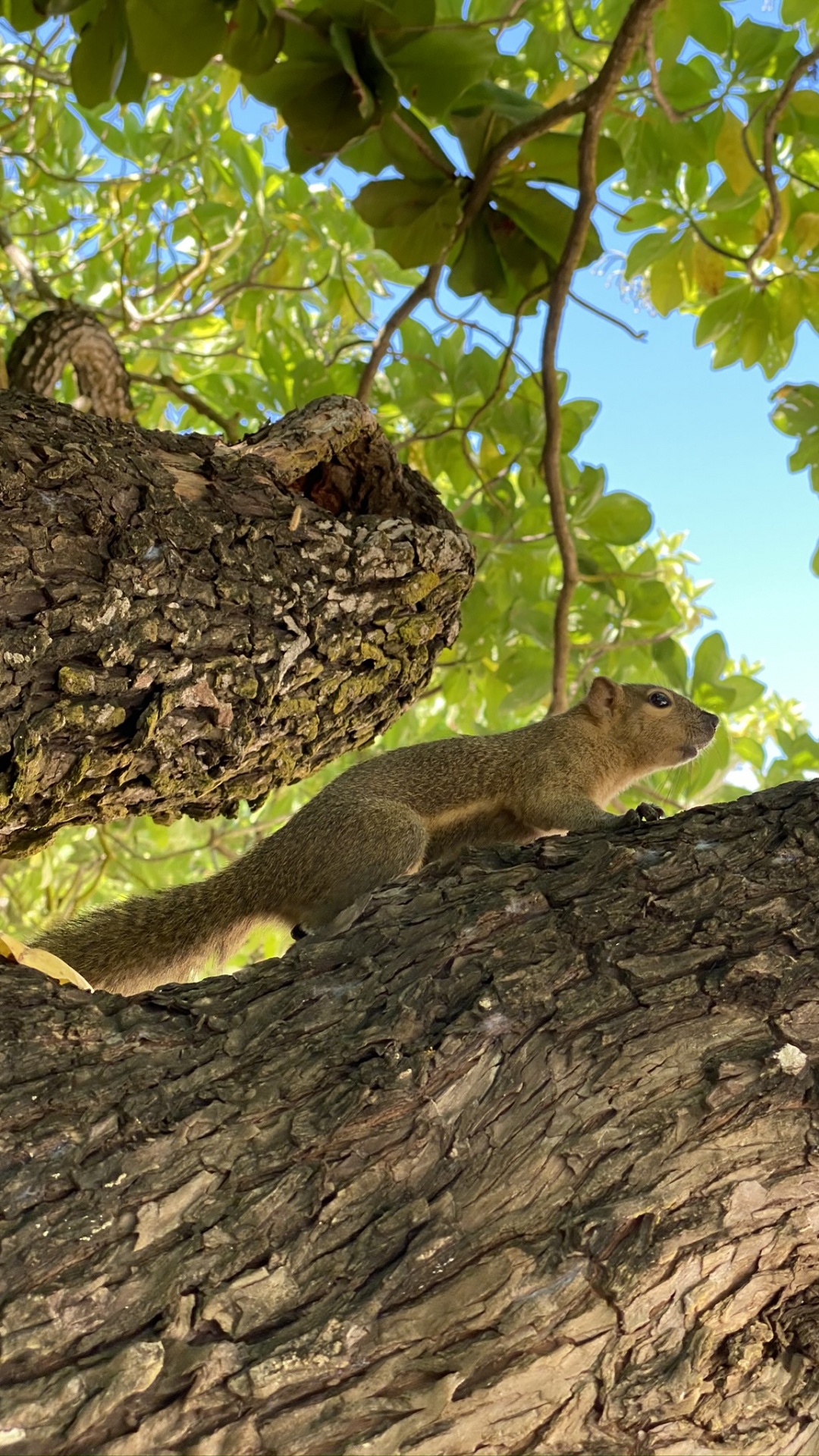 Tree, Ecosystem, Reptiles, Branch, Squirrel. Wallpaper in 1080x1920 Resolution