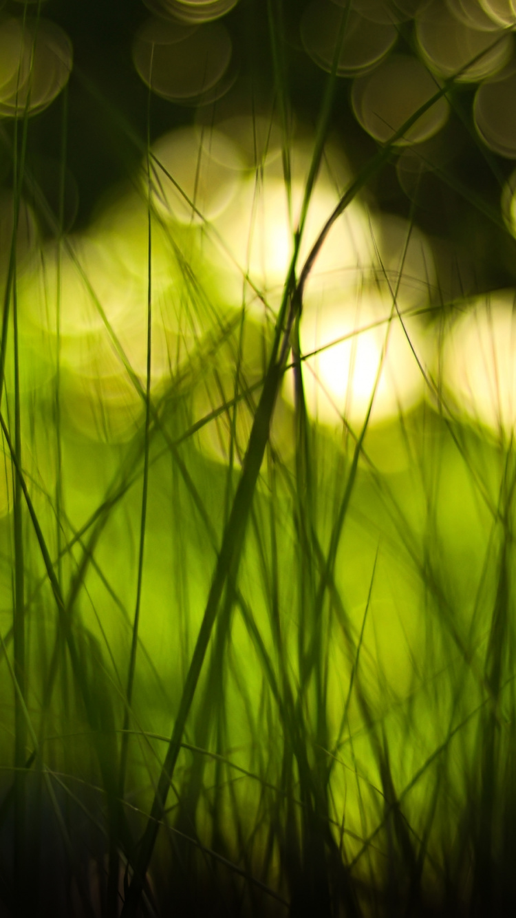 Hierba Verde en Fotografía de Cerca. Wallpaper in 750x1334 Resolution