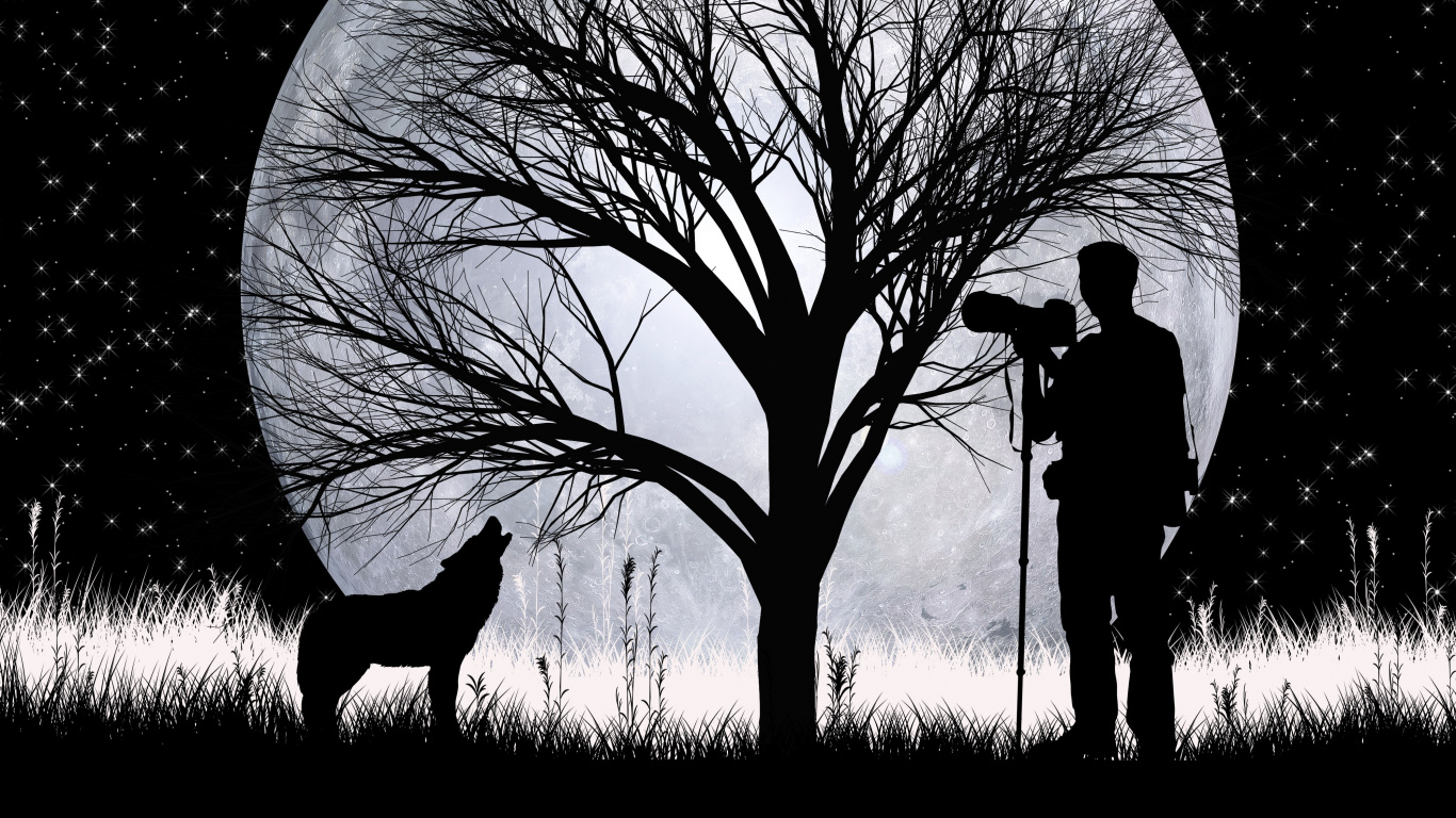 Lobo, Silueta, Luna, Arte, Sucursal. Wallpaper in 1366x768 Resolution