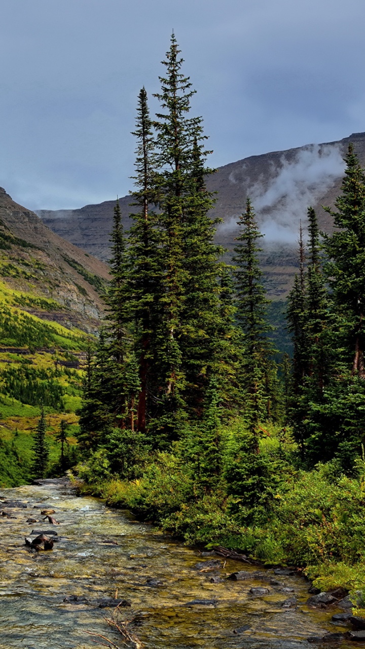 Green Trees Near River During Daytime. Wallpaper in 720x1280 Resolution