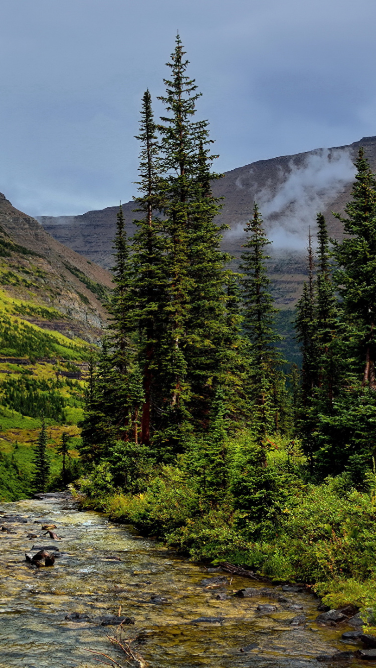 Green Trees Near River During Daytime. Wallpaper in 750x1334 Resolution