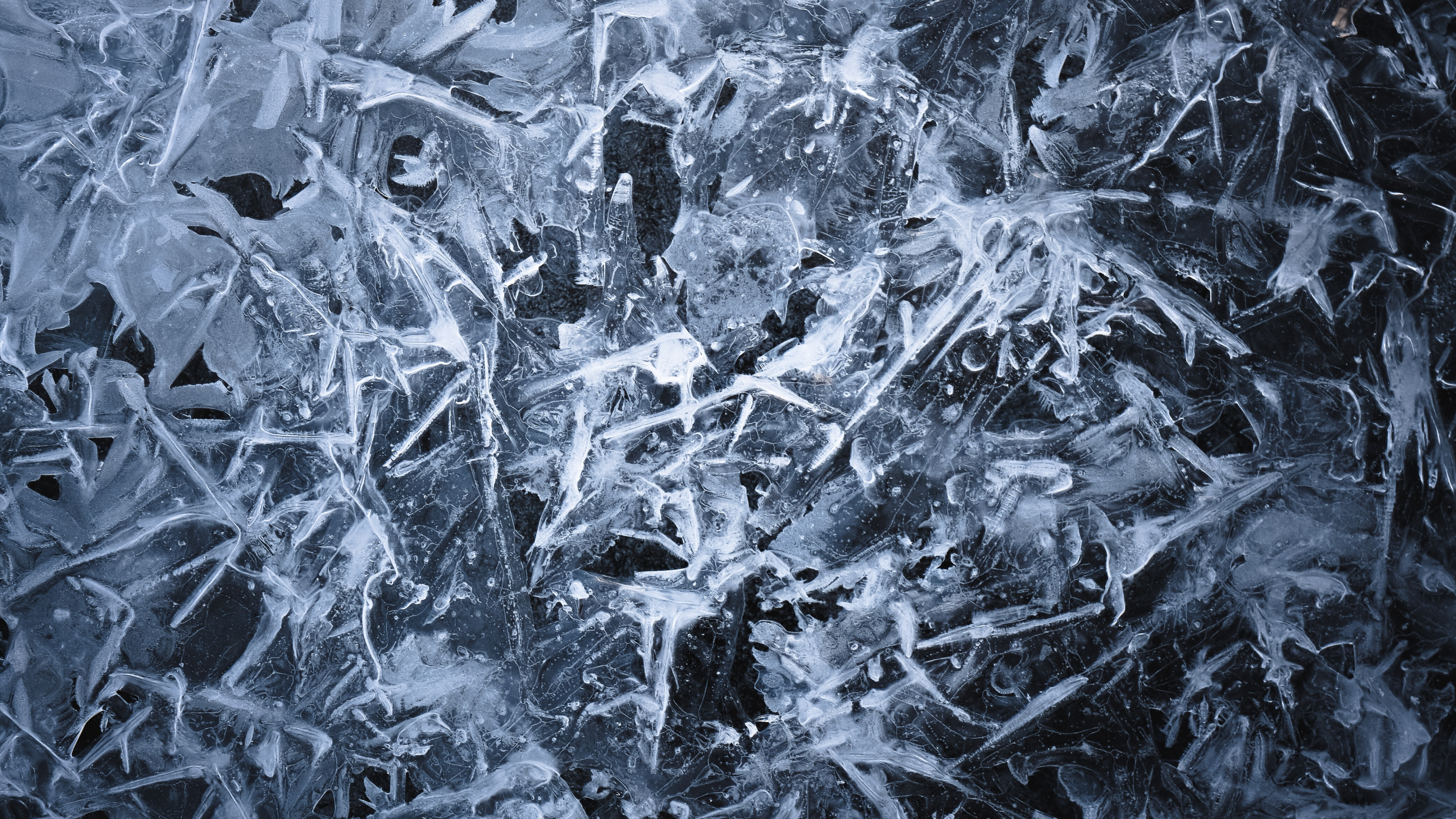 黑色的, 冻结, 黑色和白色的, 冬天, 树枝 壁纸 3840x2160 允许