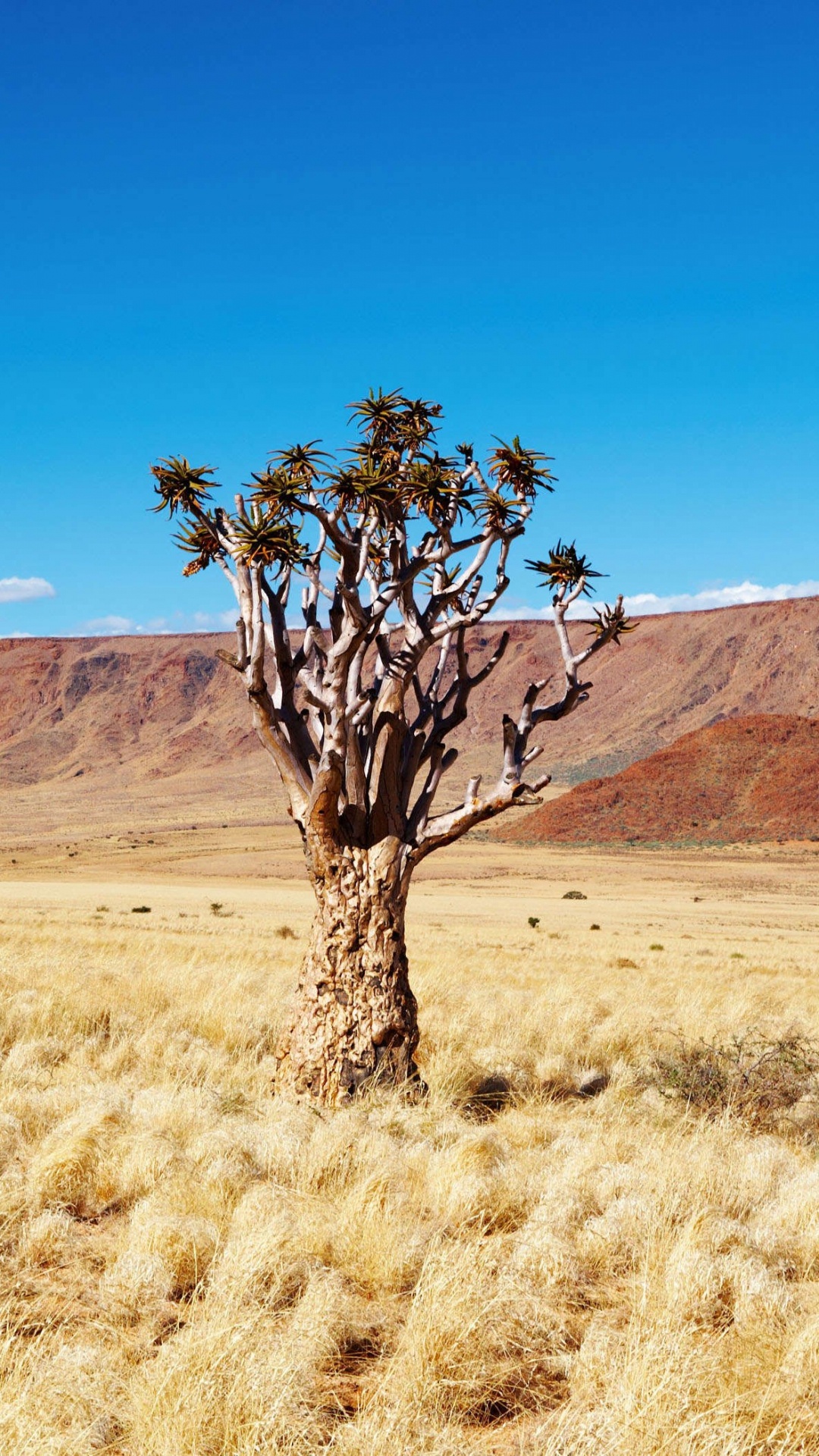 Árbol Sin Hojas Marrón en Campo de Hierba Marrón Durante el Día. Wallpaper in 1080x1920 Resolution