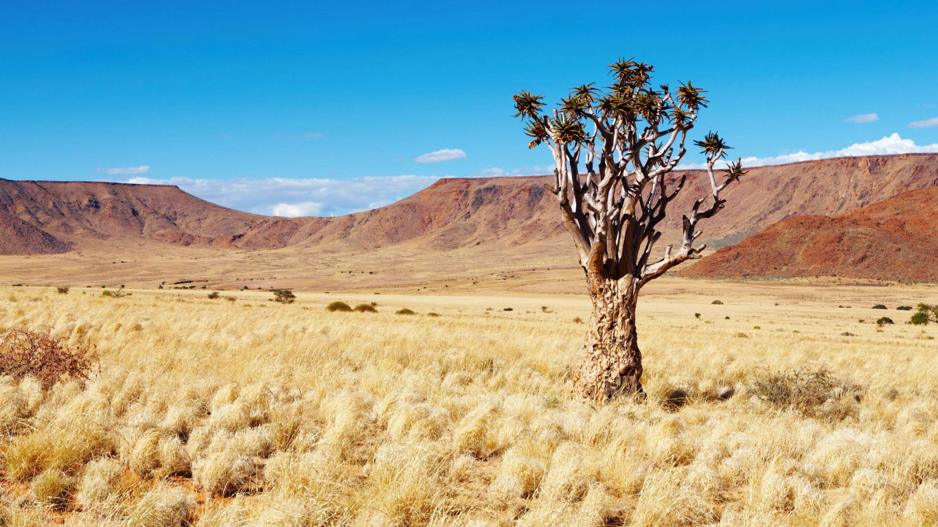 卡拉哈里沙漠, 荒野, 生态区, 稀树草原, 生态系统 壁纸 1366x768 允许