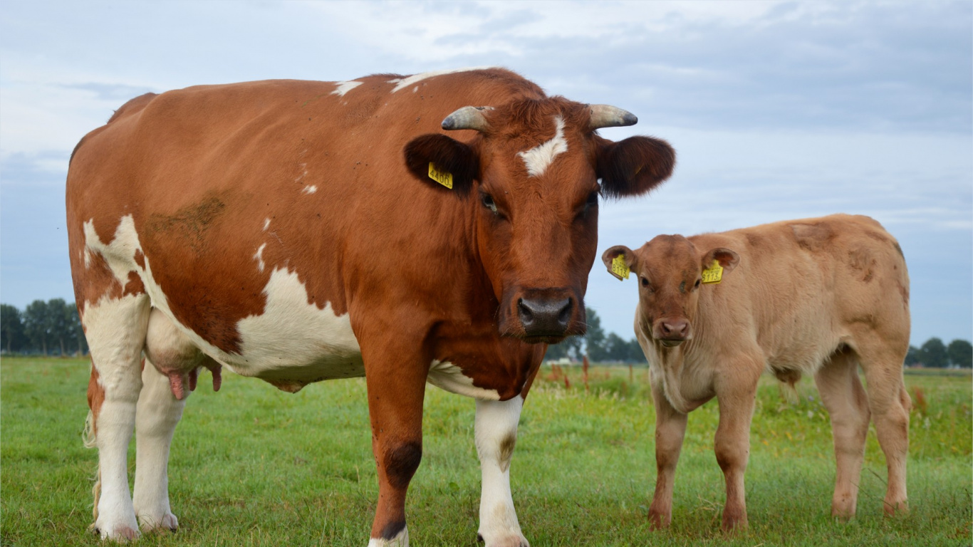 Brown and White Cow on Green Grass Field During Daytime. Wallpaper in 1366x768 Resolution