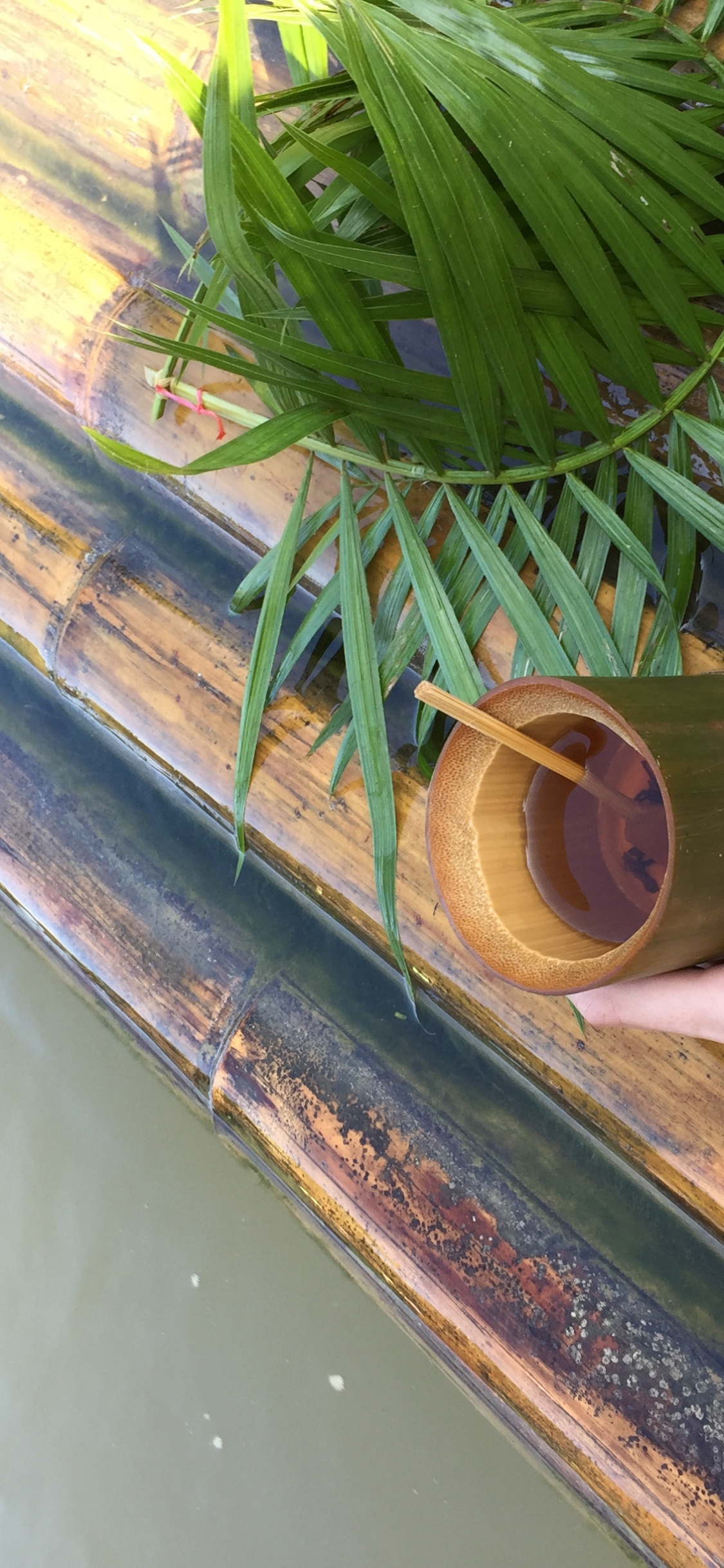 Blatt, Pflanzen-Stammzellen, Palme, Wissenschaft, Biologie. Wallpaper in 1125x2436 Resolution