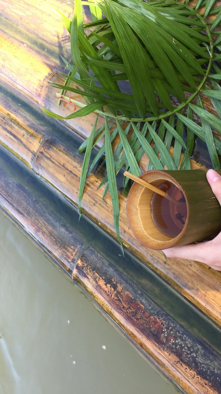 Blatt, Pflanzen-Stammzellen, Palme, Wissenschaft, Biologie. Wallpaper in 720x1280 Resolution