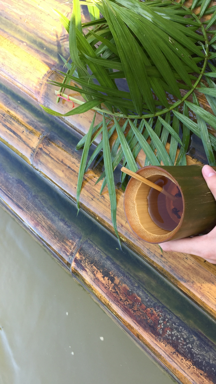 Blatt, Pflanzen-Stammzellen, Palme, Wissenschaft, Biologie. Wallpaper in 750x1334 Resolution