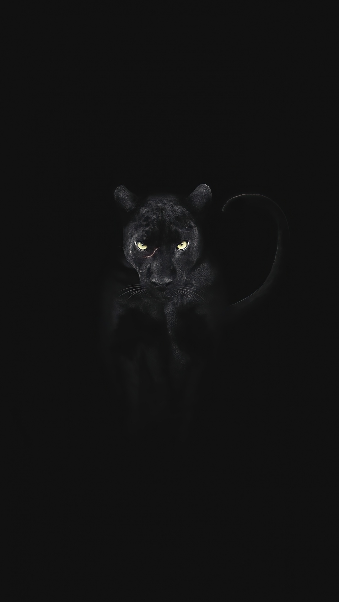 Black Cat, Cat, Snout, Carnivores, Whiskers. Wallpaper in 1080x1920 Resolution