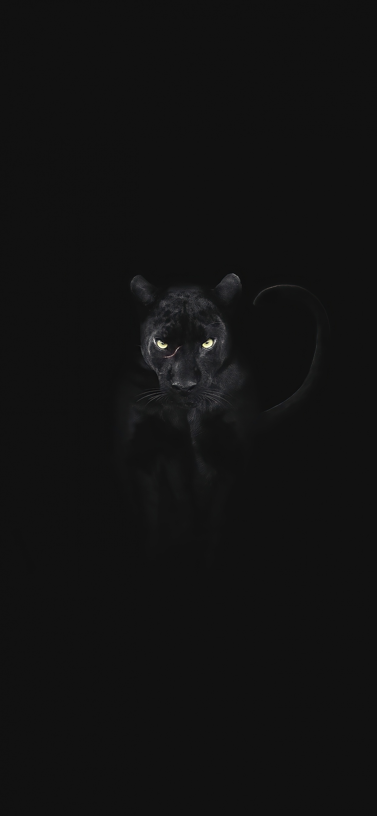 Black Cat, Cat, Snout, Carnivores, Whiskers. Wallpaper in 1242x2688 Resolution