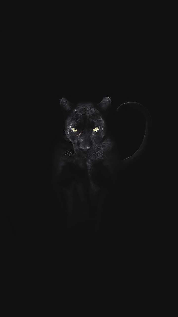 Black Cat, Cat, Snout, Carnivores, Whiskers. Wallpaper in 720x1280 Resolution