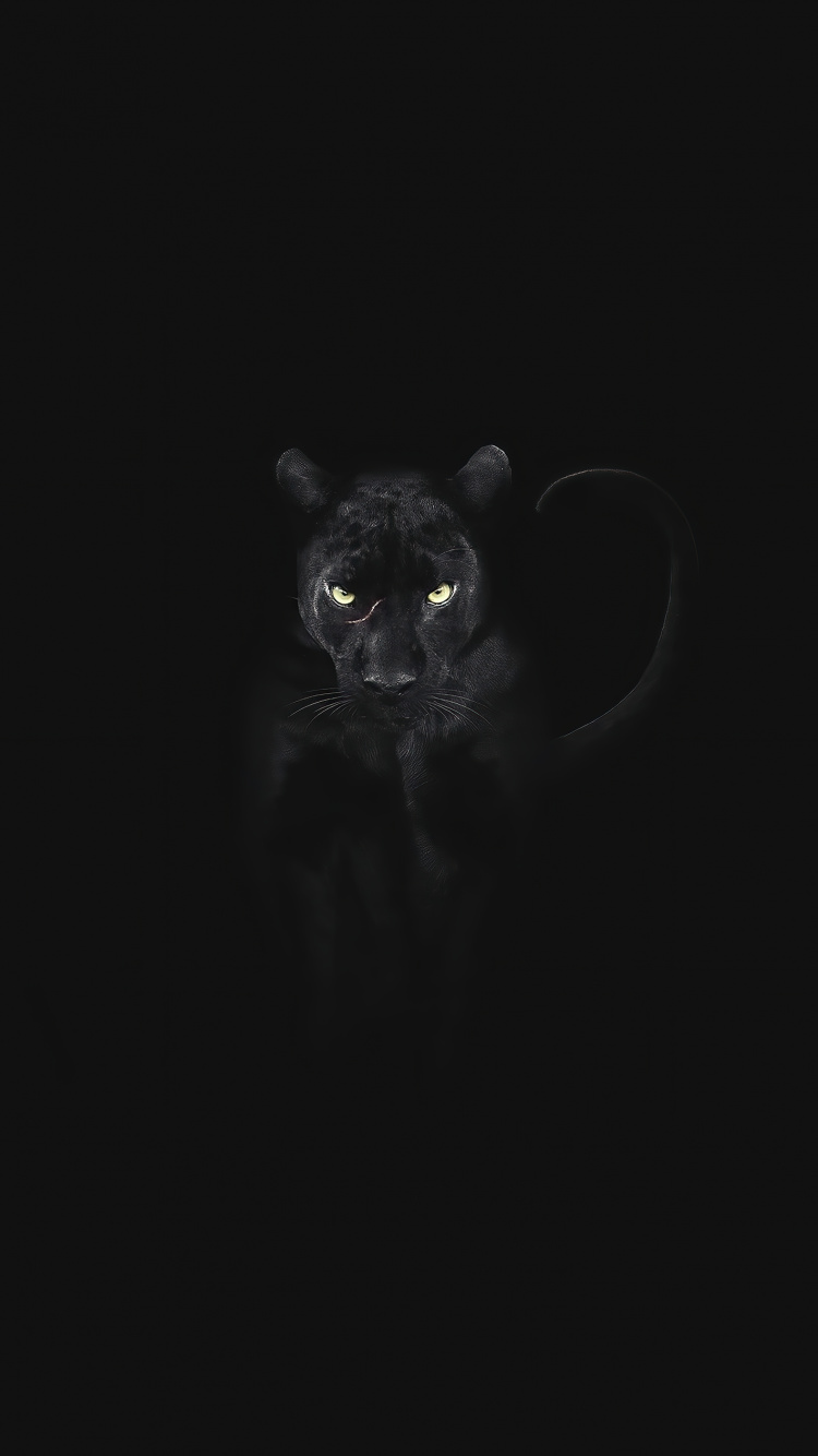 Black Cat, Cat, Snout, Carnivores, Whiskers. Wallpaper in 750x1334 Resolution