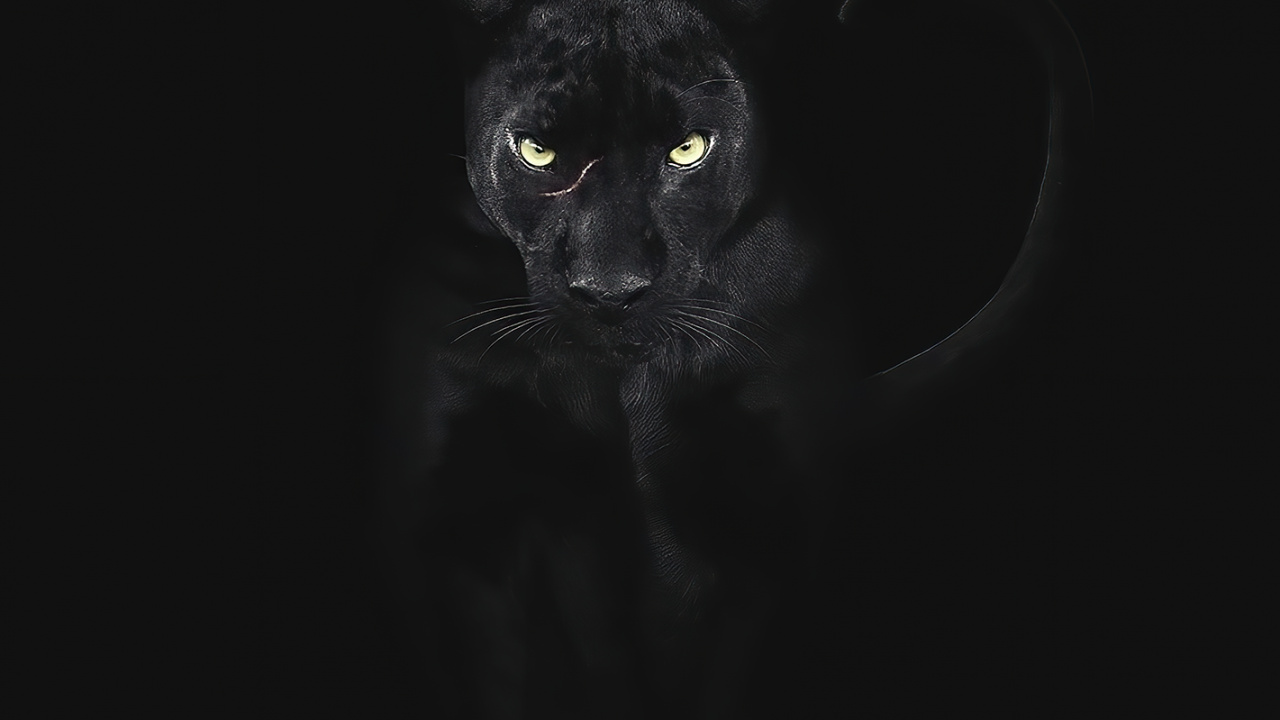 Schwarze Katze, Katze, Fleischfresser, Backenbart, Katzenartig. Wallpaper in 1280x720 Resolution