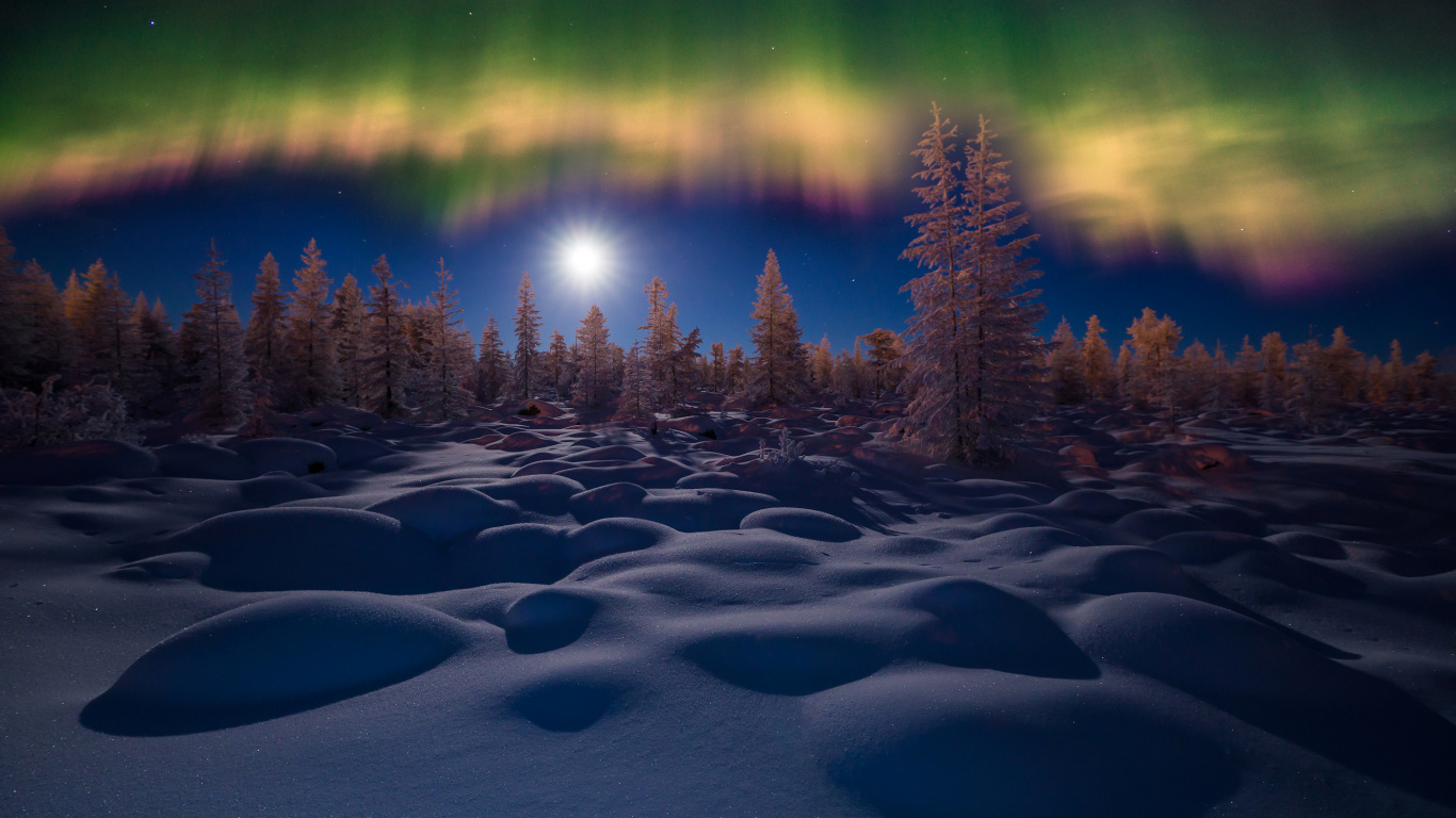 Pinos en Suelo Cubierto de Nieve Durante la Noche. Wallpaper in 1366x768 Resolution