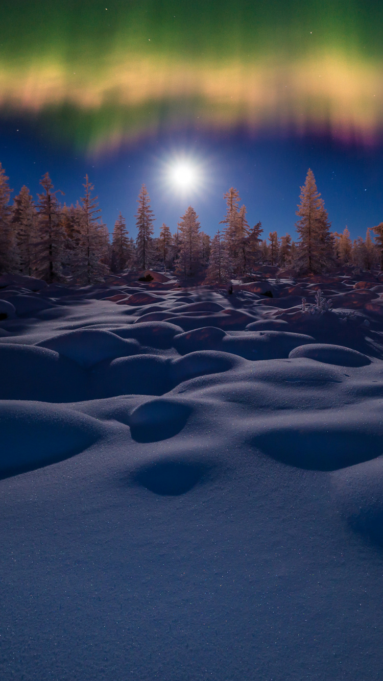 Pine Trees on Snow Covered Ground During Night Time. Wallpaper in 750x1334 Resolution